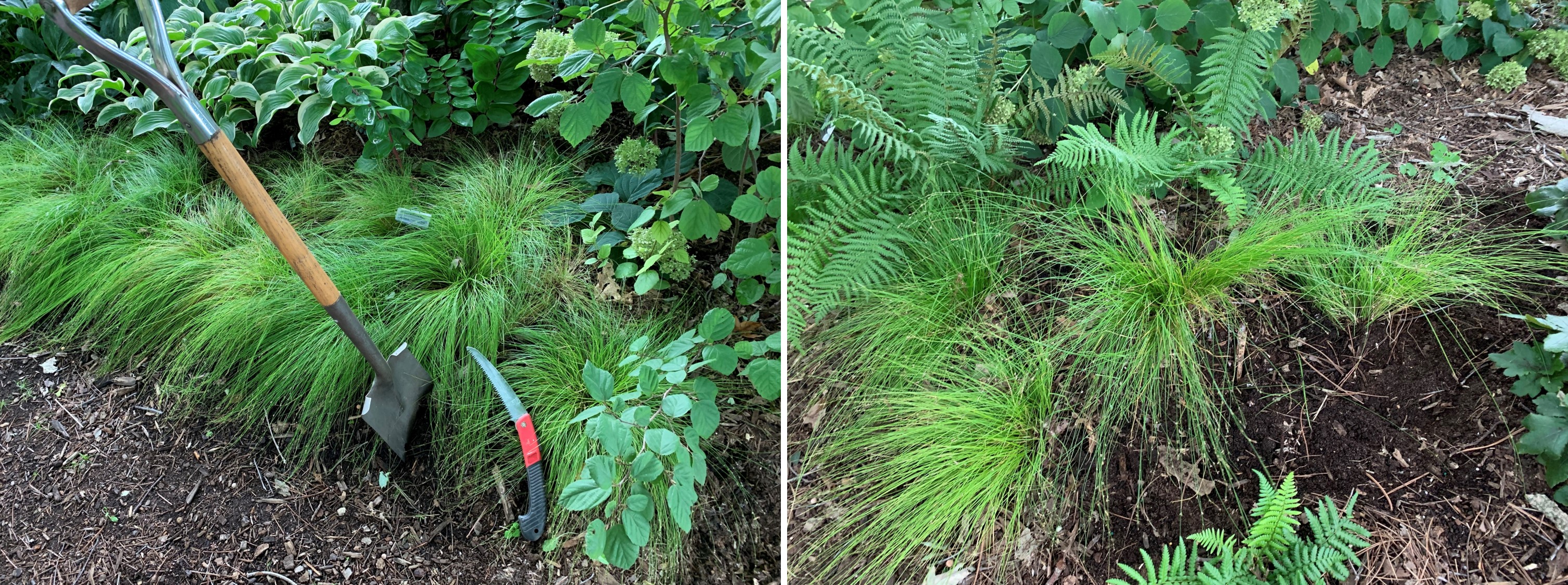 A clump of sedges 